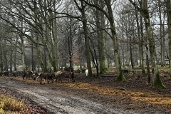 IMG_8013-copia
