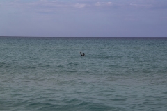 IMG_7210-Enhanced-NR